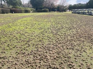 グリーン更新作業（エアレーション）について